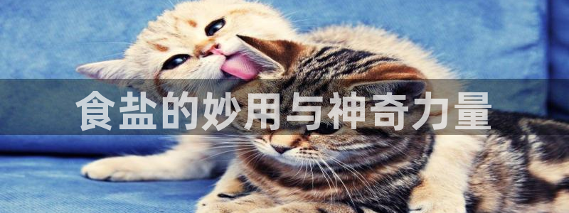 威九国际女艺人